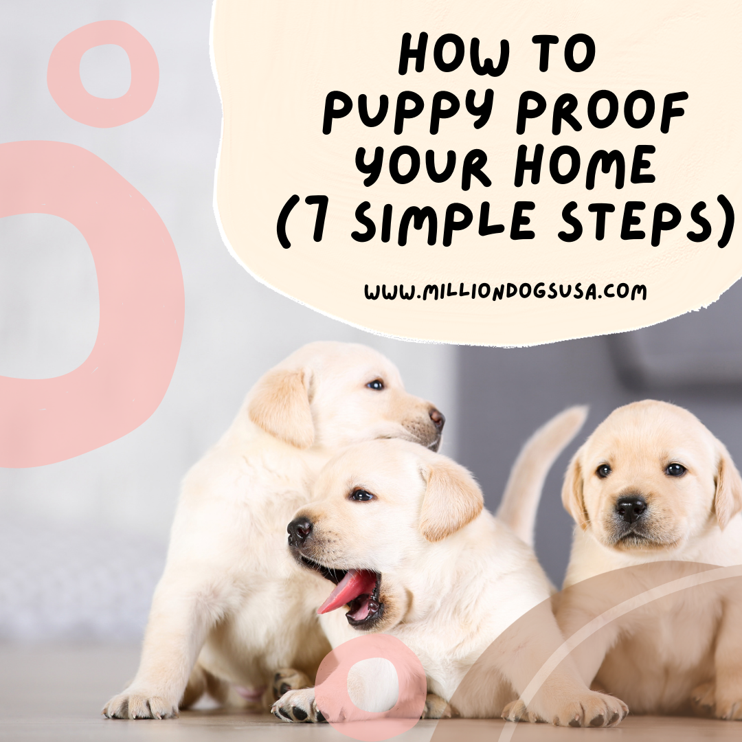 Steps to Puppy-Proofing Your Home