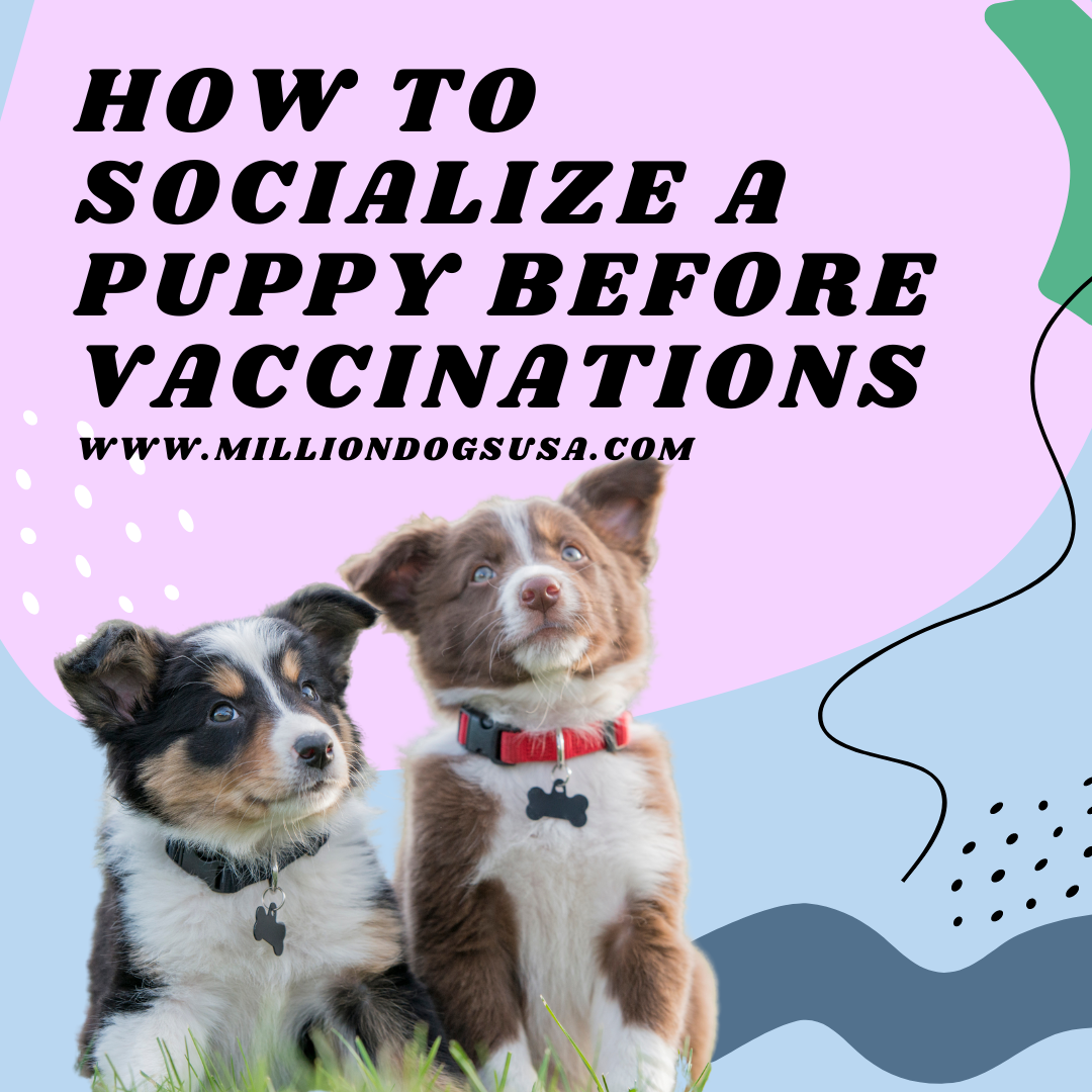 Can Puppies Meet Other Dogs Before Injections can-puppies-meet-other-dogs-before-injections