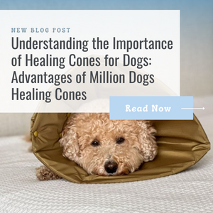 Understanding the Importance of Healing Cones for Dogs: Advantages of Million Dogs Healing Cones