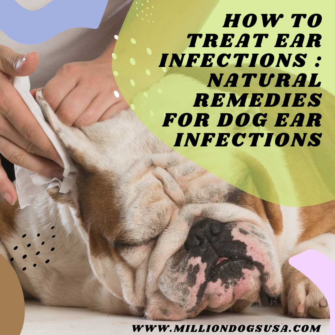 Clean out dogs top ears home remedy