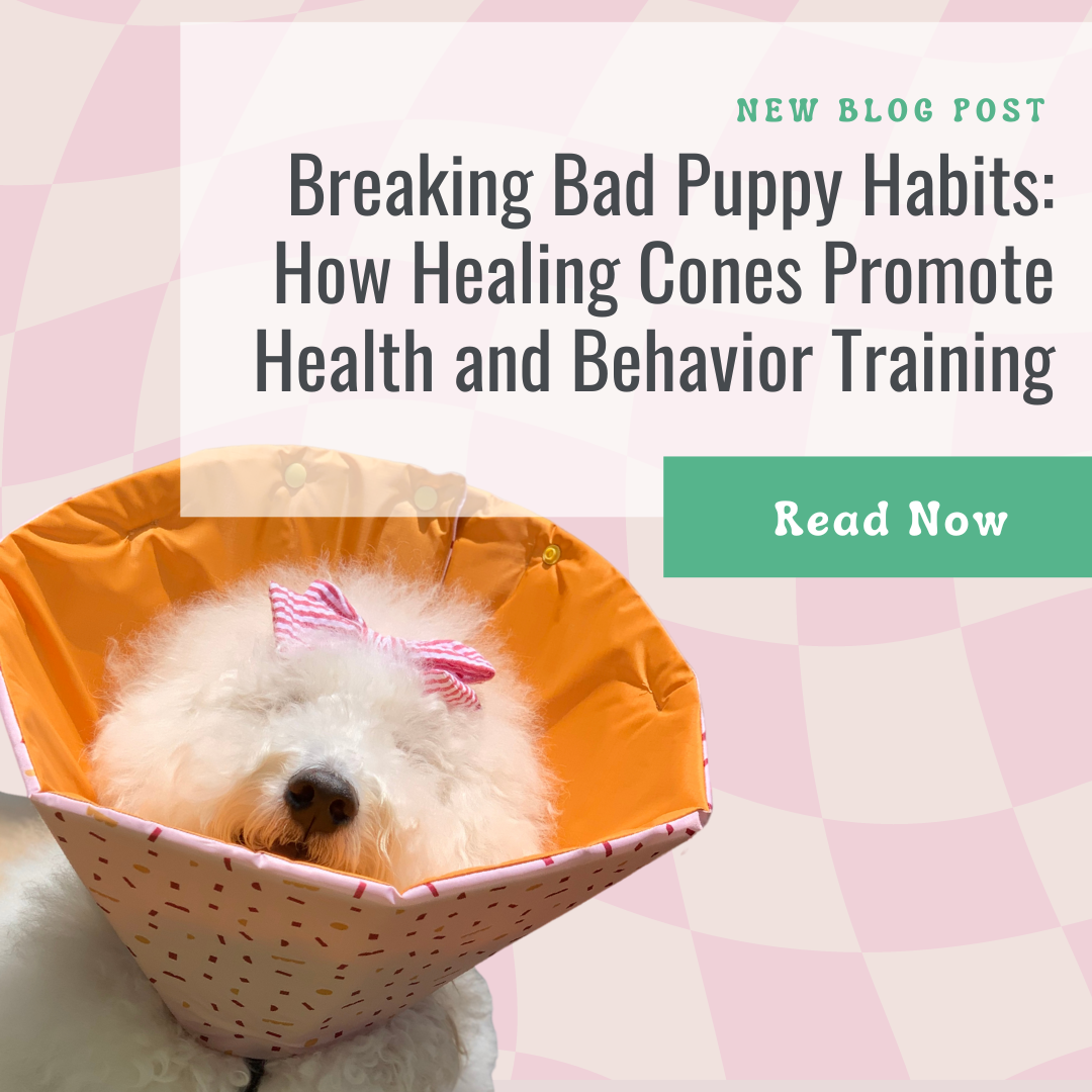 Puppy Behavior and Training - Dealing with Undesirable Behavior