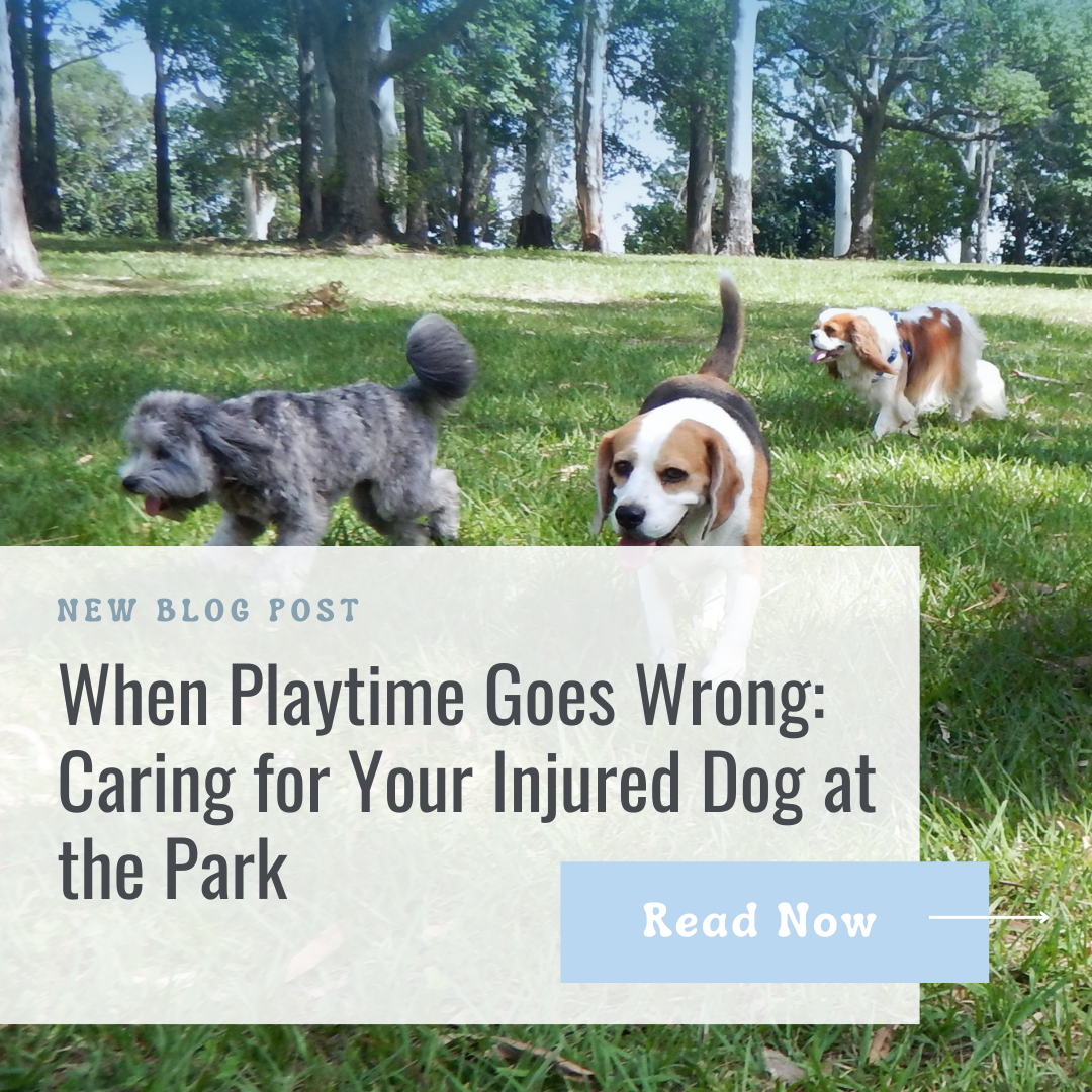 When Playtime Goes Wrong Caring for Your Injured Dog at the Dog Park