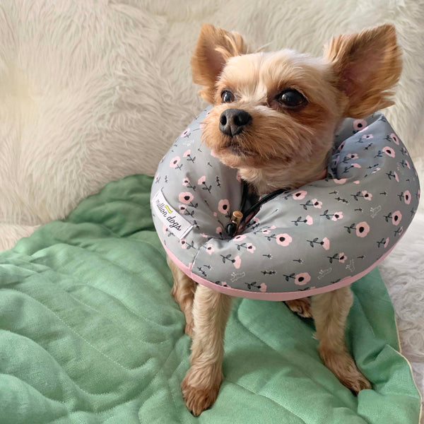 Yorkshire Terrier Yorkie wearing Pink Flower Healing Tube-Million dogs