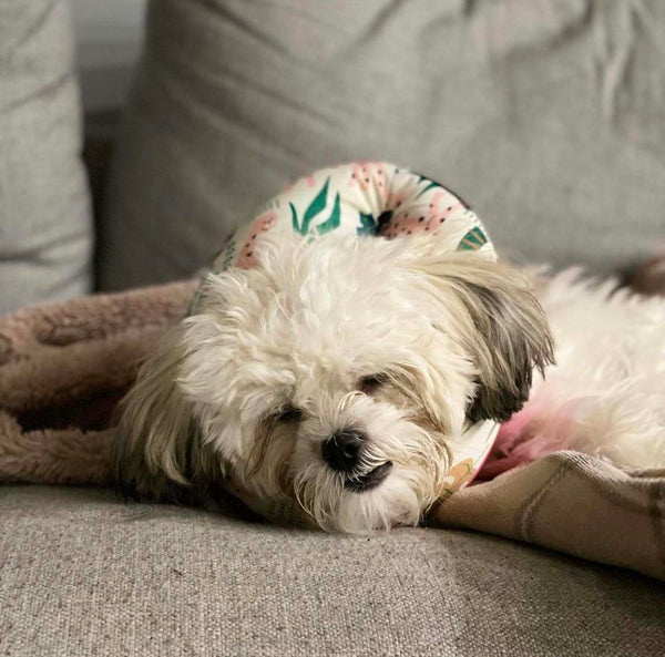 Poodle wearing Pink Panther Healing Tube-Million dogs