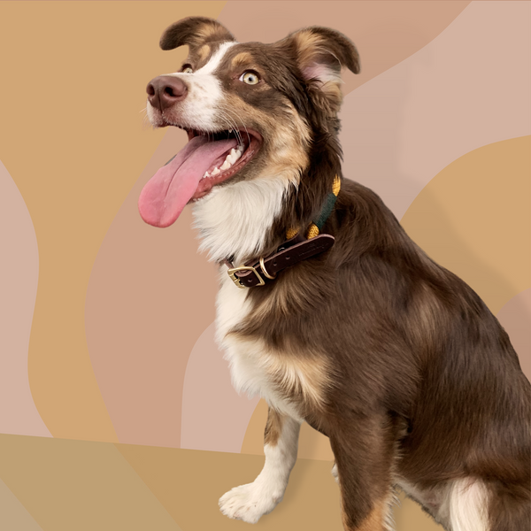 Australian Shepherd wearing Mustard Rope Leather Collar from Million Dogs