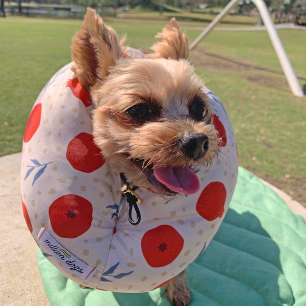 Yorkshire Terrier Yorkie wearing Pomegranate Healing Tube-Million dogs