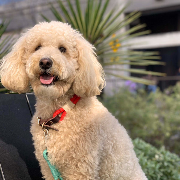 Golden doodle puppy wearing Red rope leather collar from Million Dogs