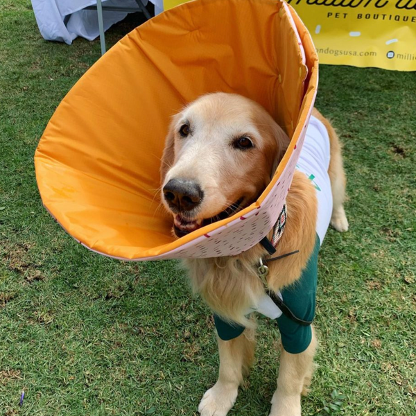Golden Retriever is wearing Pink Terrazzo Million Dogs Anxiety Free Comfortable Healing Cone