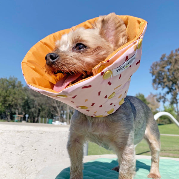 Yorkshire Terrier Yorkie wearing Terrazzo Healing Cone-Million dogs
