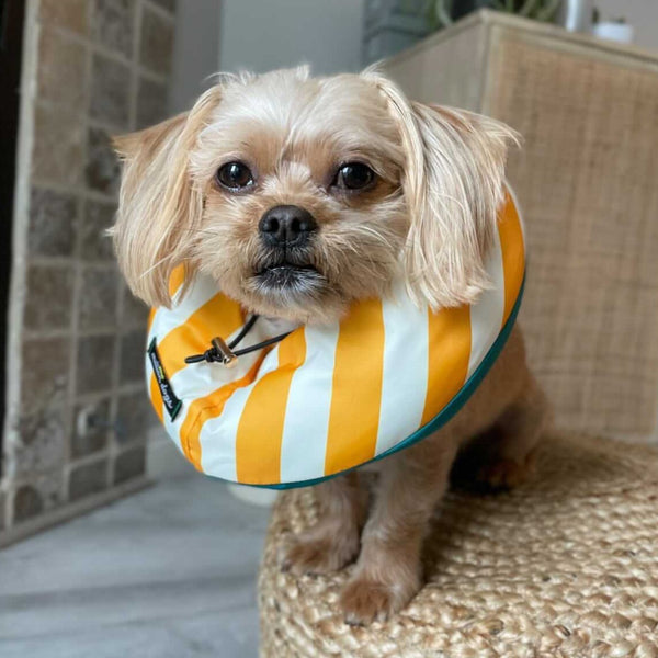 yorkshire terrier wearing soft recovery healing tube - million dogs