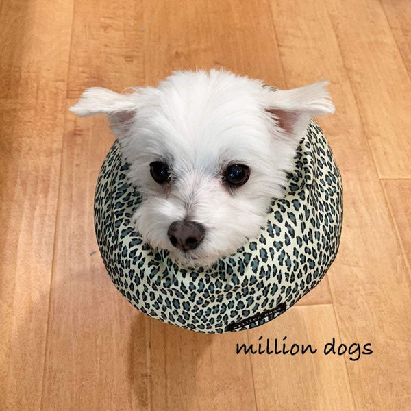Maltese wearing Leopard Donut Healing Tube-Million dogs