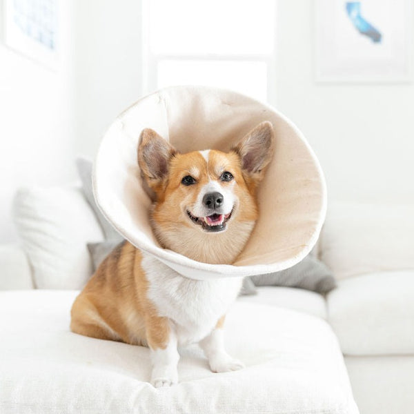 Welsh Corgi wearing organic soft healing cone from million dogs