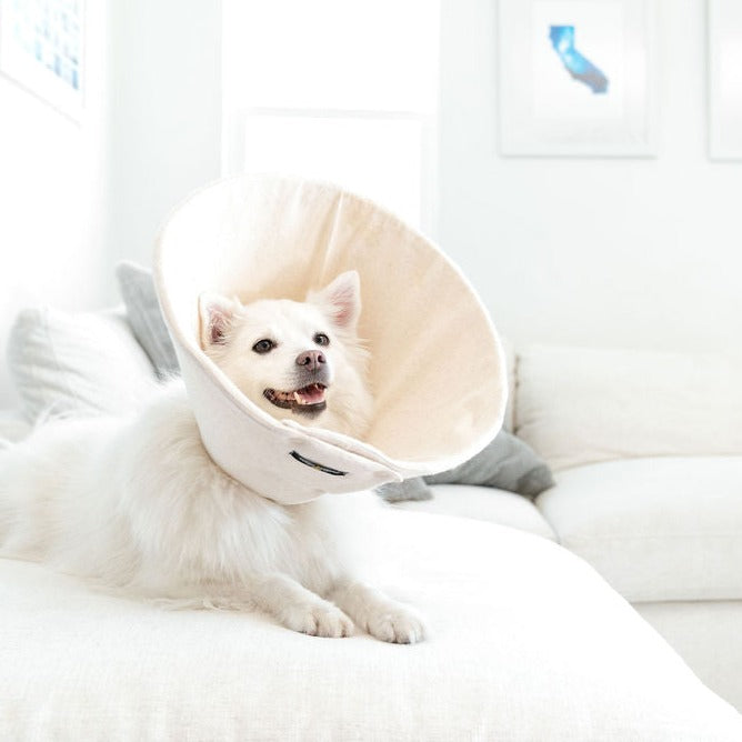 Cone dog outlet bed