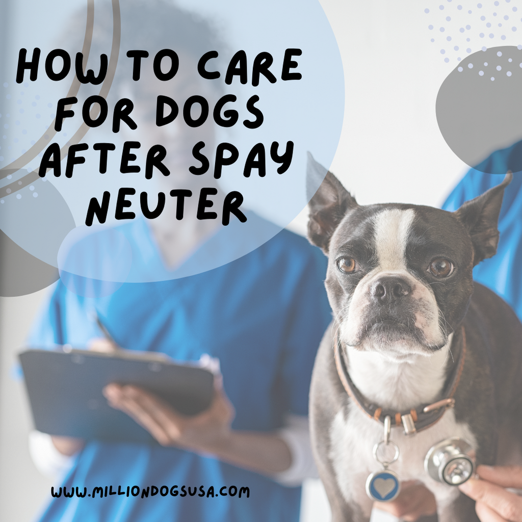 How to Care for Dogs After Spay Neuter