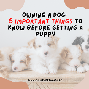 Owning A Dog: 6 Important Things To Know Before Getting A Puppy