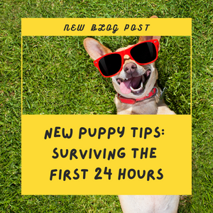 New Puppy Tips: Surviving The First 24 Hours