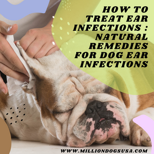 How to treat Ear infections : Natural Remedies for Dog Ear Infections