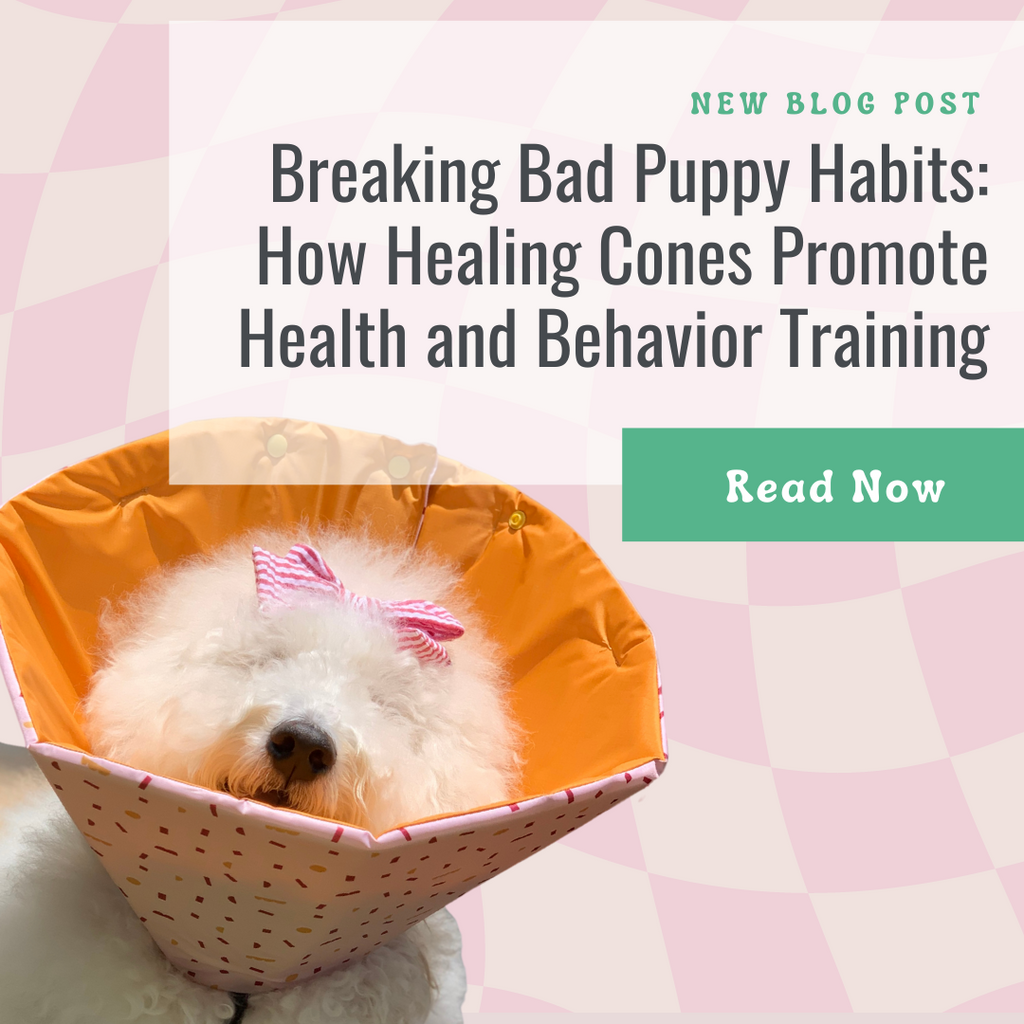 Breaking Bad Puppy Habits: How Healing Cones Promote Health and Behavior Training