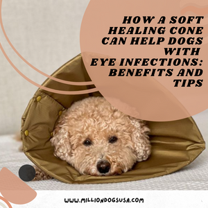 How a Soft Healing Cone Can Help Dogs with Eye Infections: Benefits and Tips