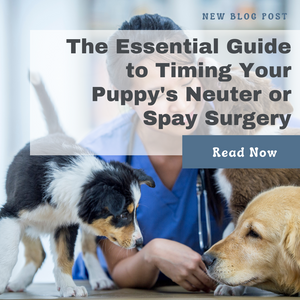 The Essential Guide to Timing Your Puppy's Neuter or Spay Surgery