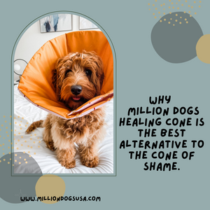 Why Million Dogs Healing Cone is the best alternative to the Cone of Shame?