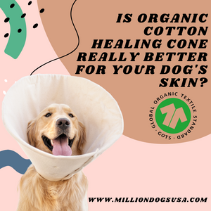 Is Organic Cotton Healing Cone Really Better For your dog's skin?