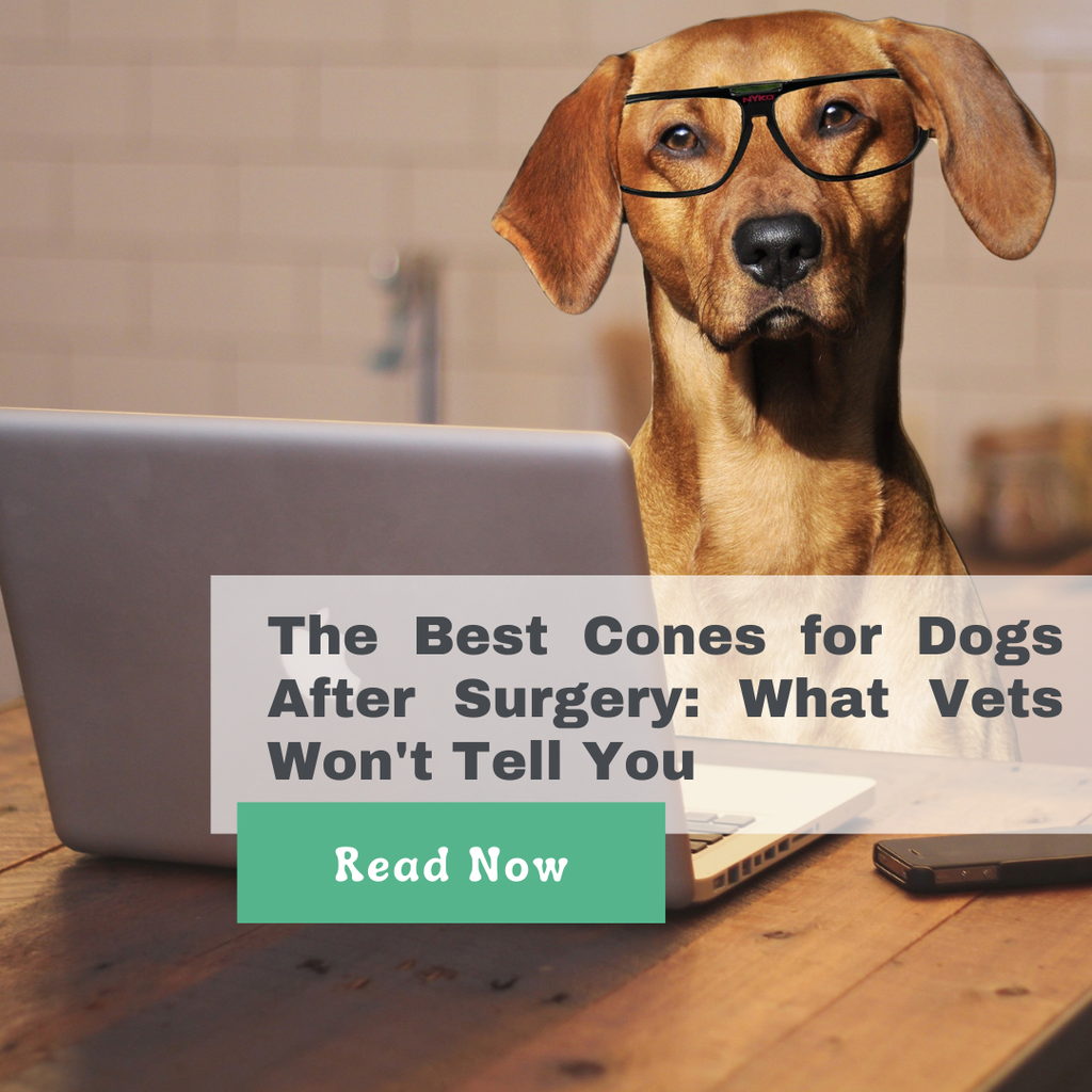 The Best Cones for Dogs After Surgery: What Vets Won't Tell You