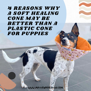 4 reasons why a soft healing cone may be better than a plastic cone for puppies