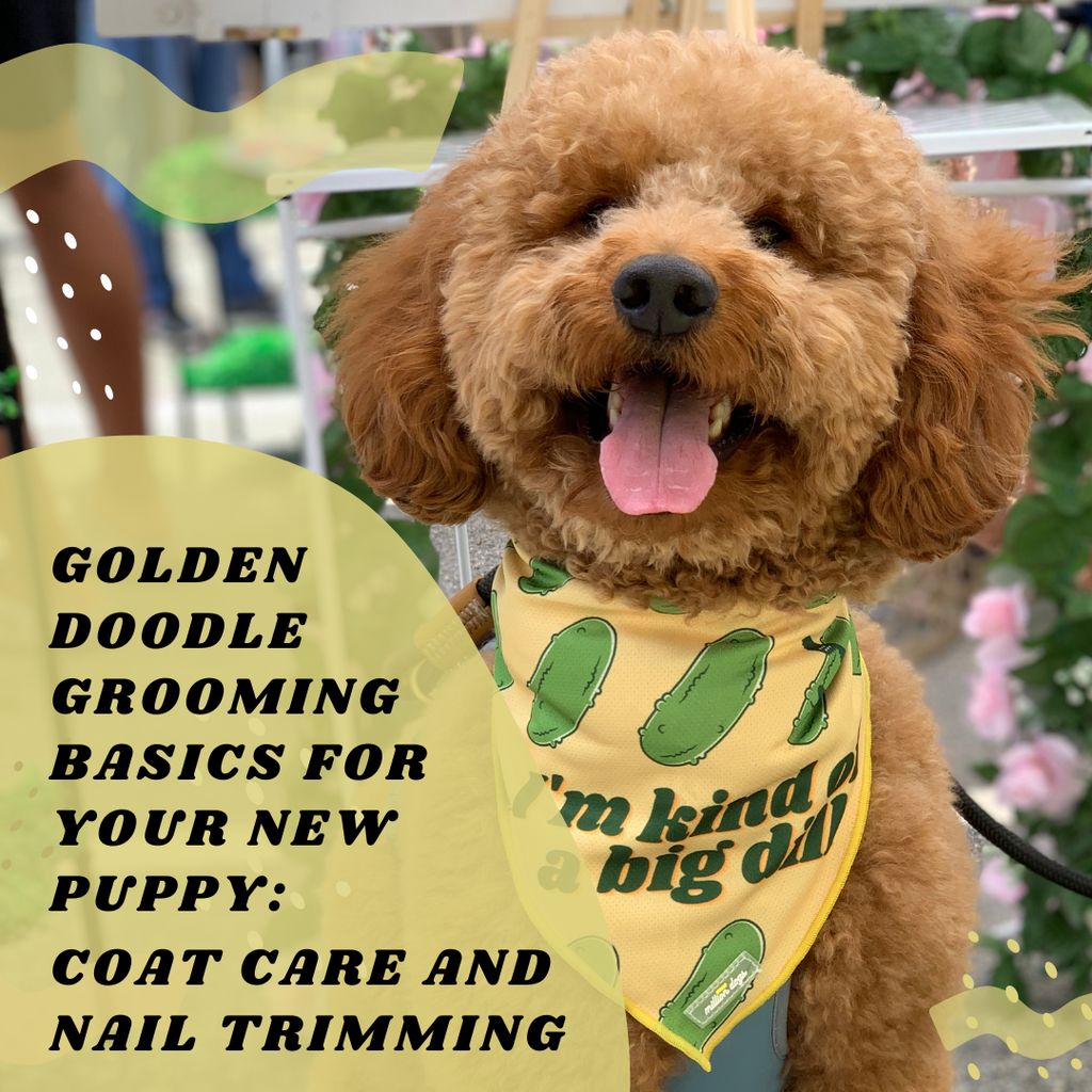 Golden Doodle Grooming Basics for Your New Puppy: Coat Care and Nail Trimming
