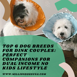 Top 6 Dog Breeds for DINK Couples: Perfect Companions for Dual Income No Kids Lifestyle