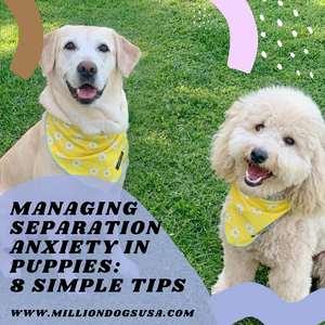 Managing separation anxiety in puppies: 8 simple tips