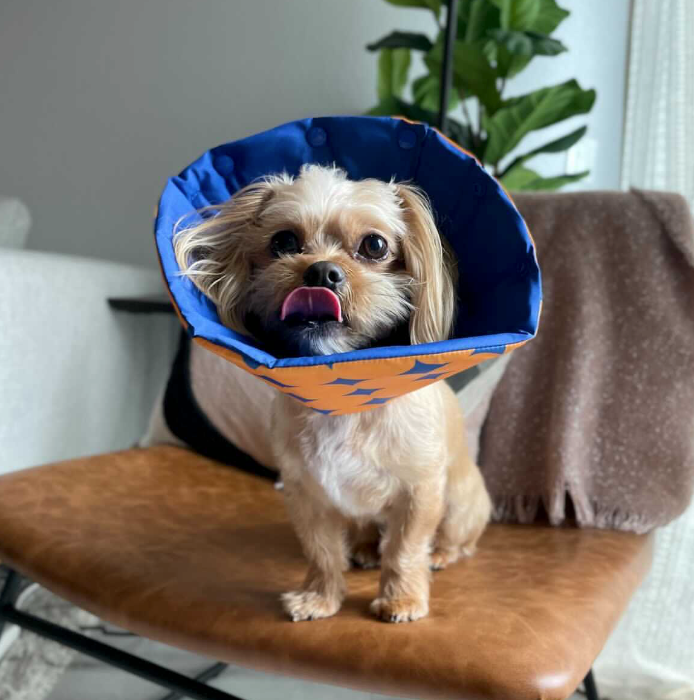 How to Desensitize Your Dog to The Cone Before The Surgery