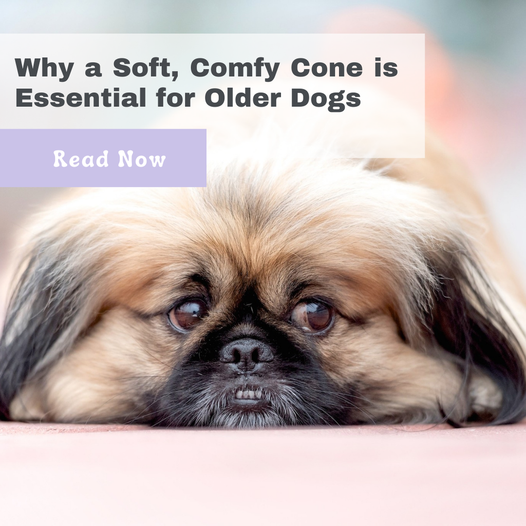 Why a Soft, Comfy Cone is Essential for Older Dogs