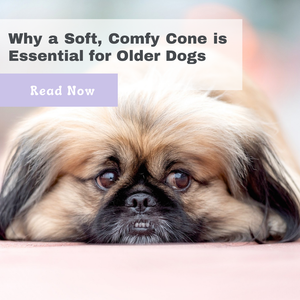 Why a Soft, Comfy Cone is Essential for Older Dogs