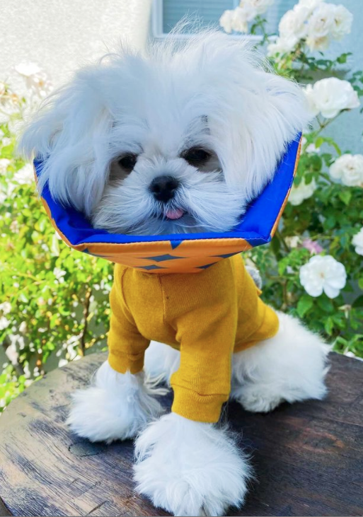 Why Million dogs Healing Cone?