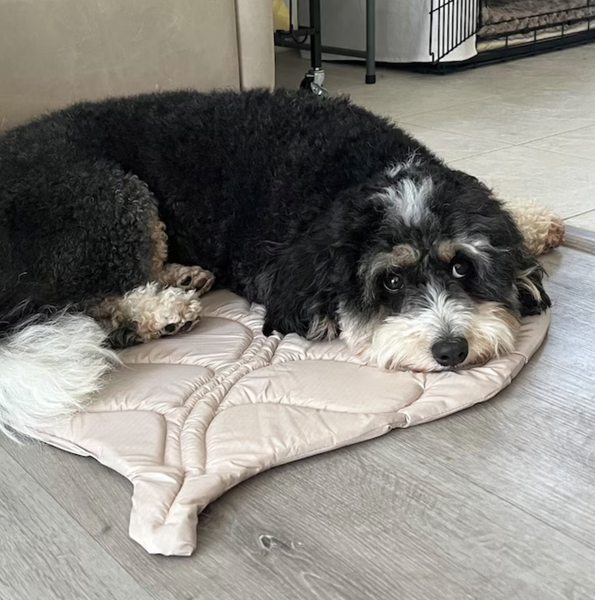 Leaf shape dog mats and dog is laying on it