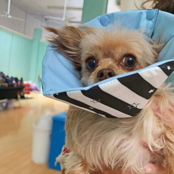 Micro Mini XXS Soft Healing Cone - Star & Stripe