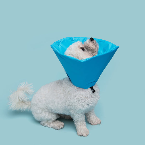 Shitzu & Bichon Frise Mix dog is wearing Million Dogs Electric Blue Soft healing Cone
