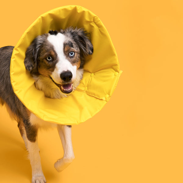 Mini Aussie is wearing Million Dogs Sunny Yellow Soft healing Cone