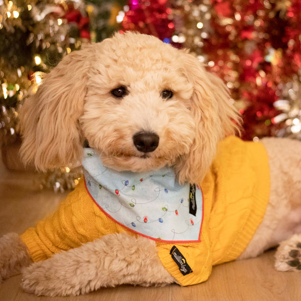 Cream color golden doodle wearing knit cable sweater and Christmas dog bandana