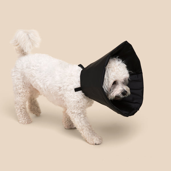 Shitzu & Bichon Frise Mix dog is wearing Million Dogs Classic Black Soft healing Cone