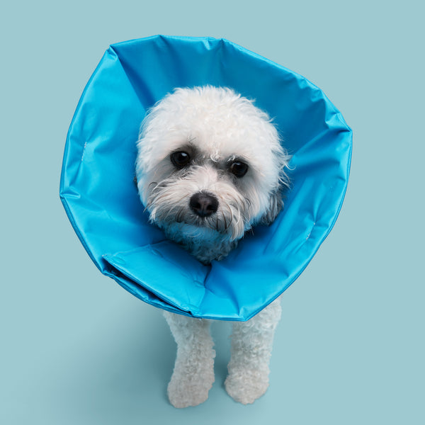 Shitzu & Bichon Frise Mix dog is wearing Million Dogs Electric Blue Soft healing Cone