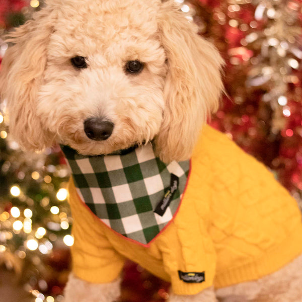Cream color golden doodle wearing knit cable sweater and Christmas dog bandana