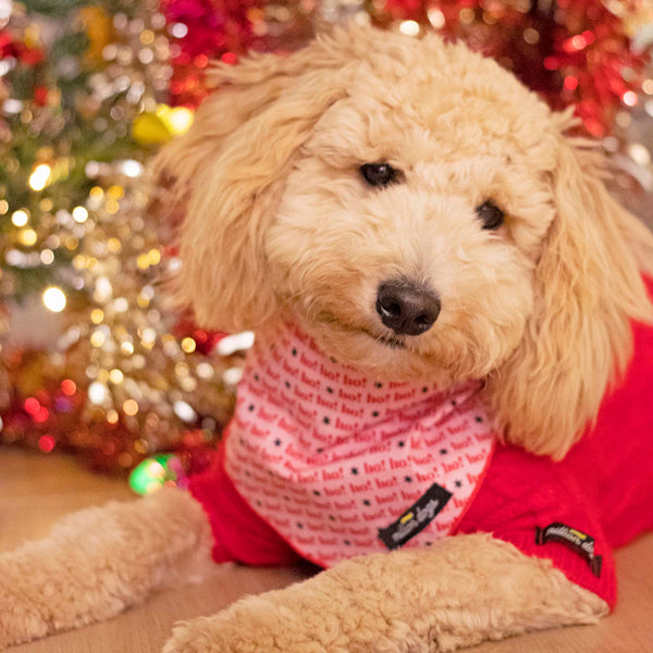 Mini golden doodle is wearing a Christmas bandana and Red christmas cable knit sweater infront of Christmas tree