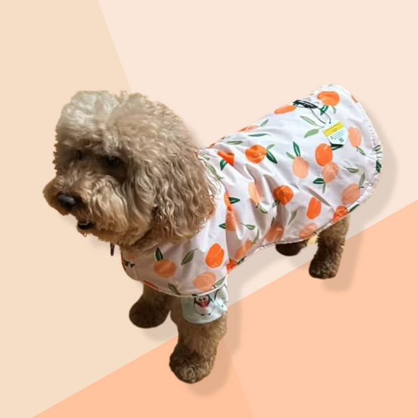 Mini goldendoodle wearing sherpa lined waterproof dog coat by million dogs