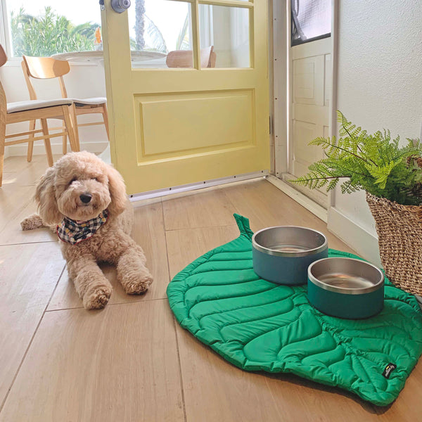 Golden doodle is waiting for her food in front of food bowl seating on the green leaf mat