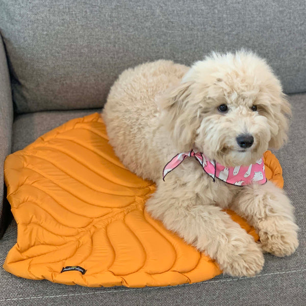 Mini golden doodle lying on the orange fall leaf play mat