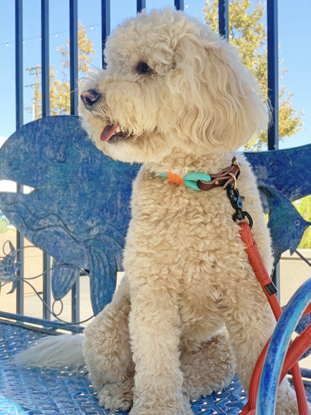 Mini Golden Doodle is wearing a Mint color climbing rope leather dog collar by Million Dogs