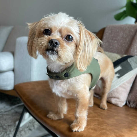 Yorkshire terrier wearing a olive green snap harness- Million Dogs