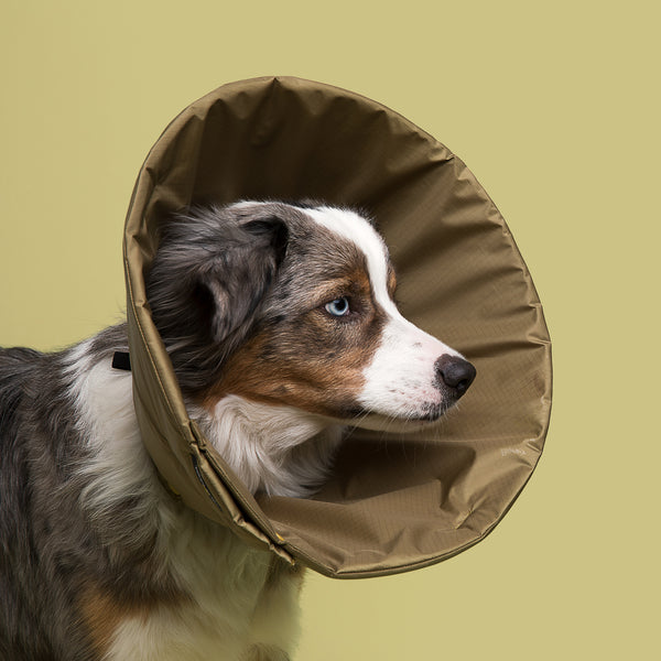 Mini Aussie is wearing Million Dogs Solid Olive Green Soft healing Cone